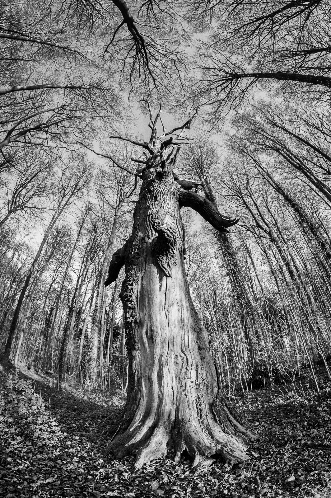 I am a Tree - Bill Ward Photography