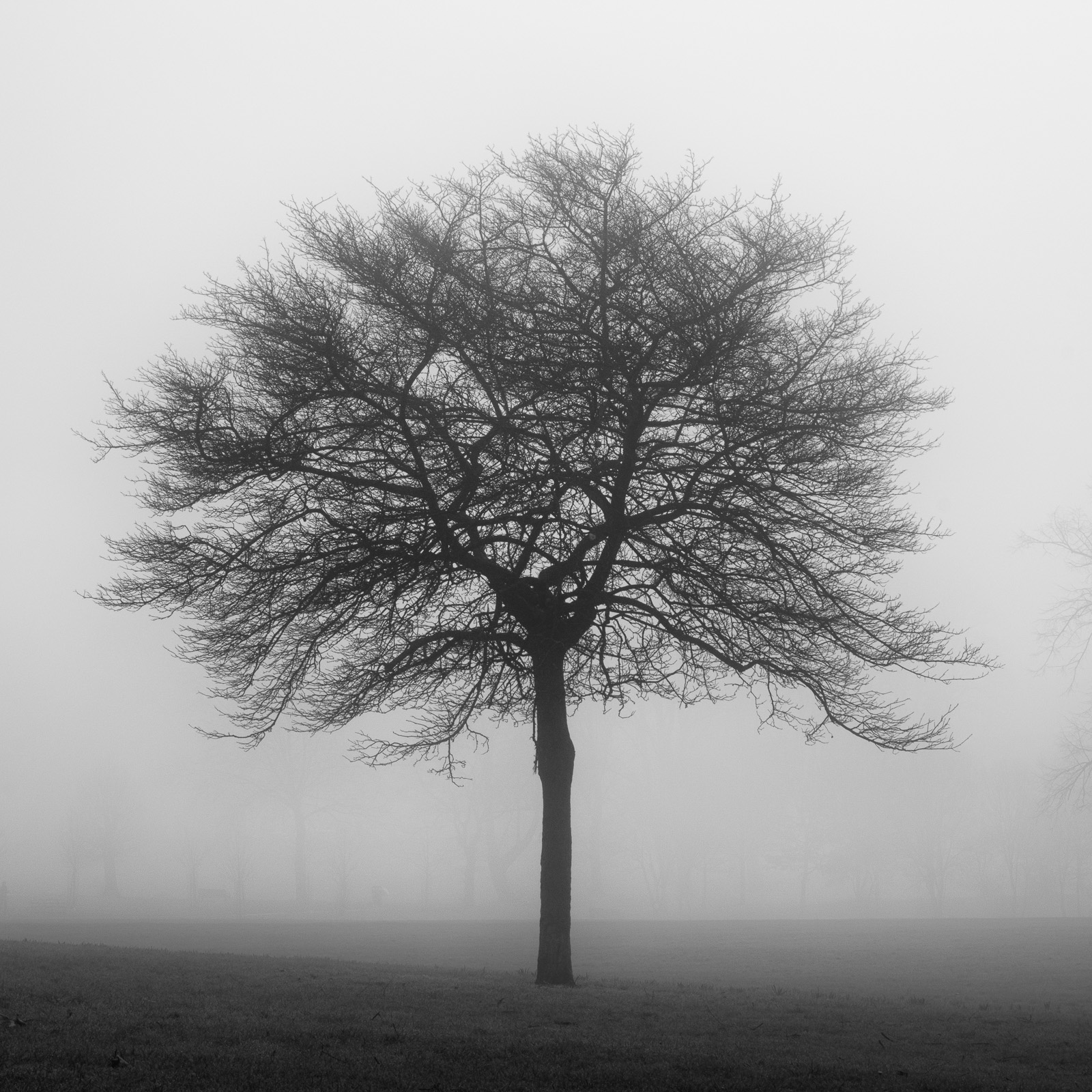 Trees, Mist II - Bill Ward Photography