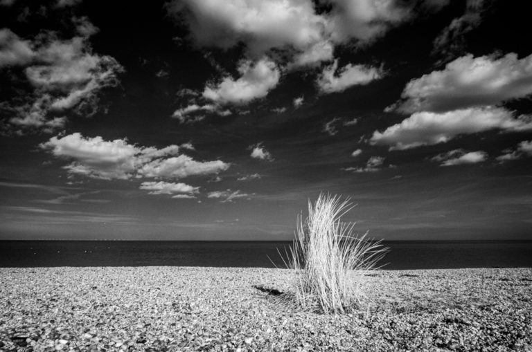 Grass, Sandwich Bay